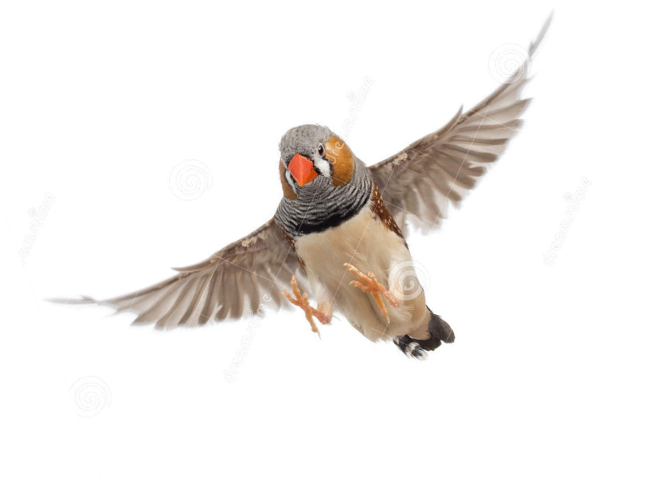 Diamant mandarin